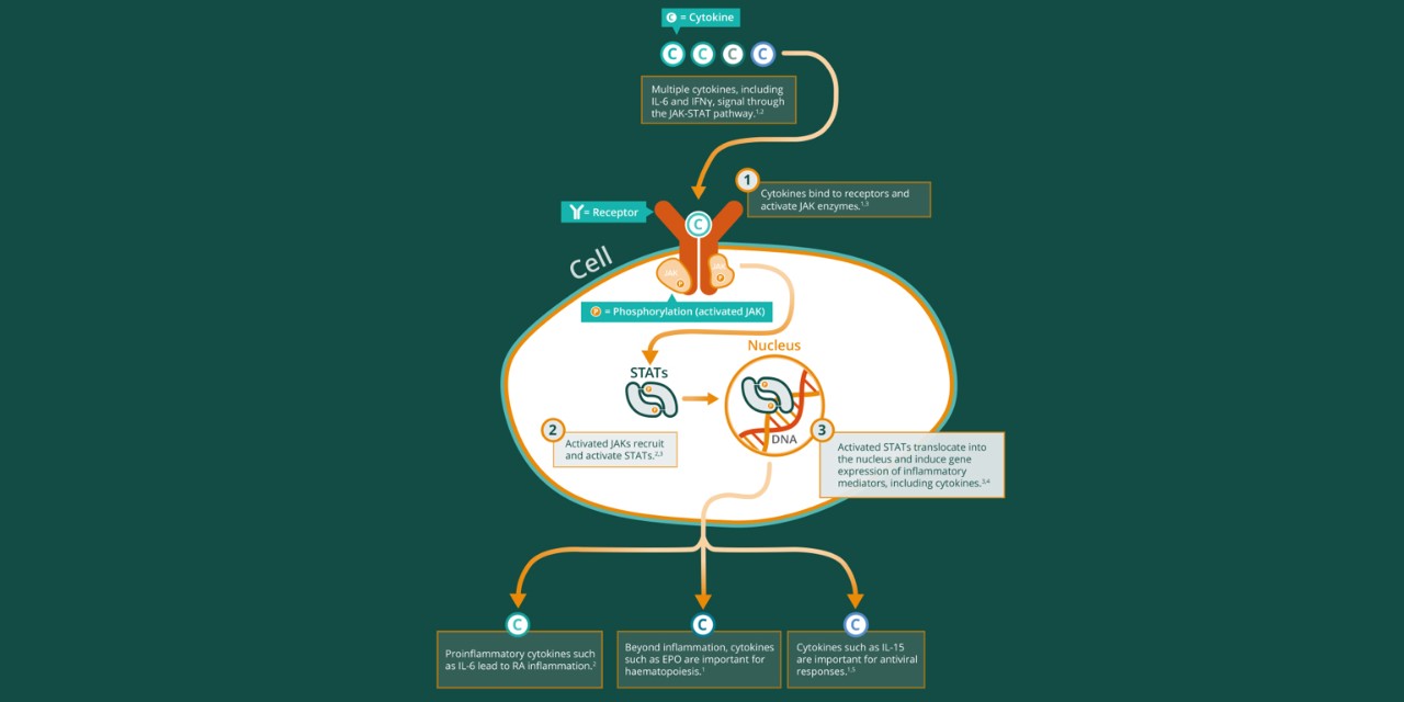 Cell JAK-STAT pathway infograhic